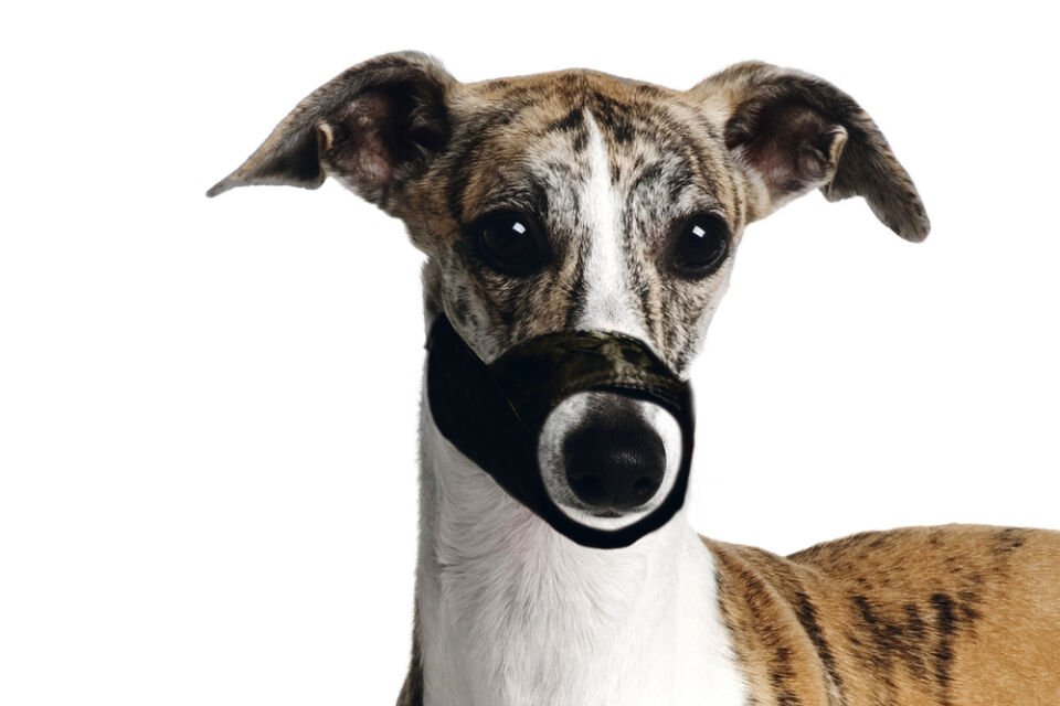 Karlıe Köpek Ağızlığı Xs