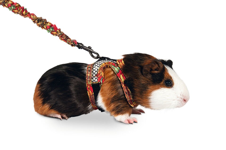 Karlıe Kemirgen Hayvan Göğüs Tasması