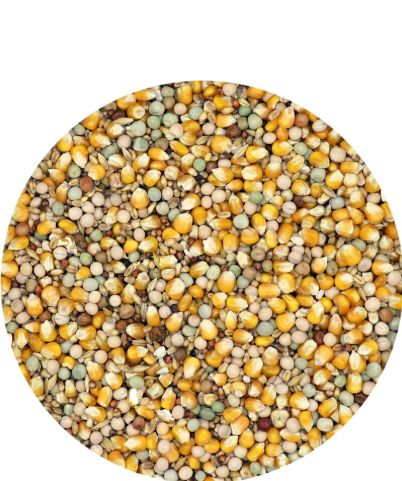 Vl Classıc 4 Mevsim Damızlık Güvercin Yemi 20kg