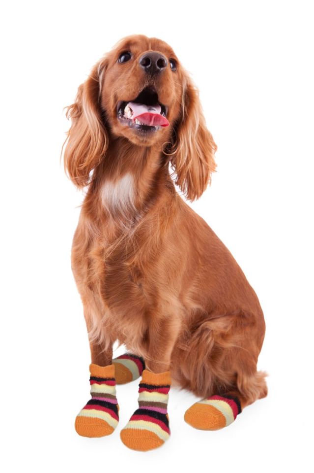Karlıe Köpek Çorabı M 2li