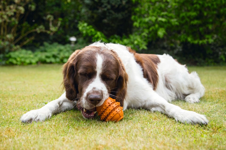 Beeztees Sumo Dayanıklı Dental Oyuncak M Turuncu Köpek Oyuncağı