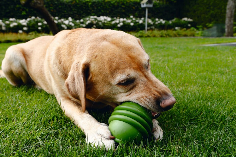 Beeztees Sumo Dayanıklı Dental Oyuncak L Yeşil 1 Köpek Oyuncağı