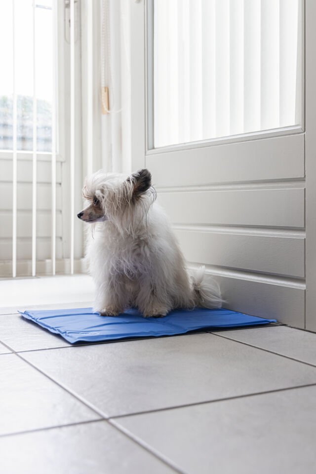 Karlıe Serinletici Köpek Matı S Mavi 40 X50