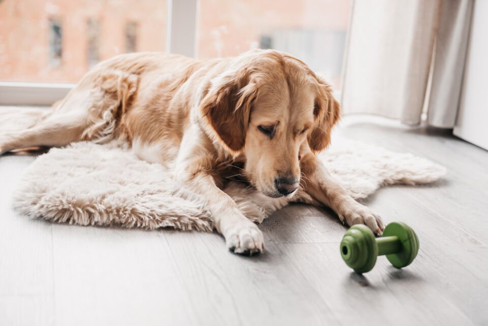 Beeztees Sumo Halter Şekilde Dental Oyuncak 13x7x Köpek Oyuncağı