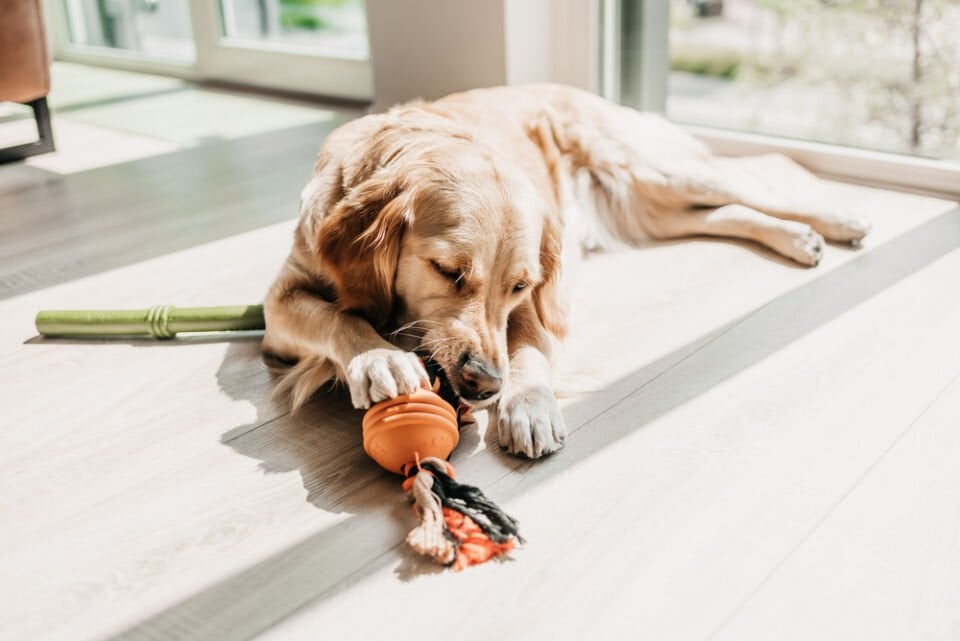 Beeztees İpli Turuncu Top 31,8x7,9x7,9 Köpek Oyuncağı