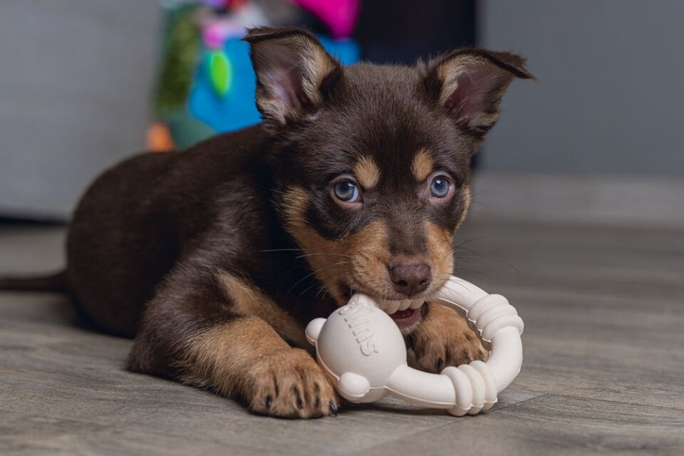 Beeztees Sumo Mını Dental Oyuncak Pembe 9,5x10,5 Köpek Oyuncağı