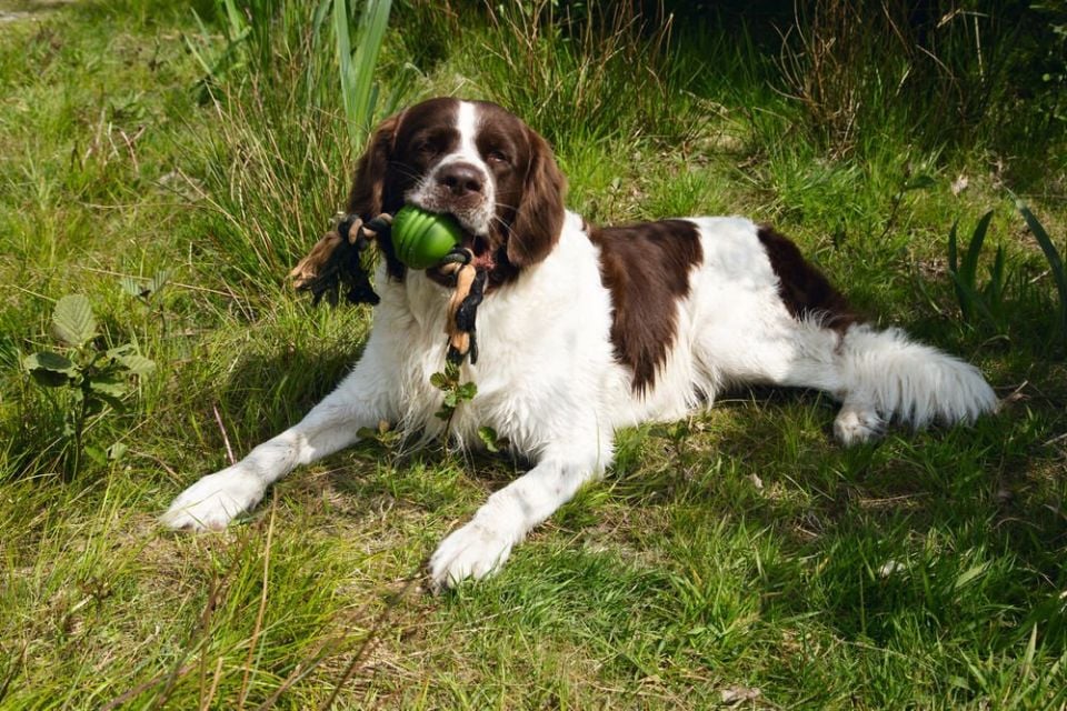 Beeztees İpli Yeşil Top 31,8x7,9x7,9 Köpek Oyuncağı