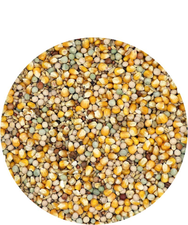 Vl Classıc 4 Mevsim Damızlık Güvercin Yemi 20kg