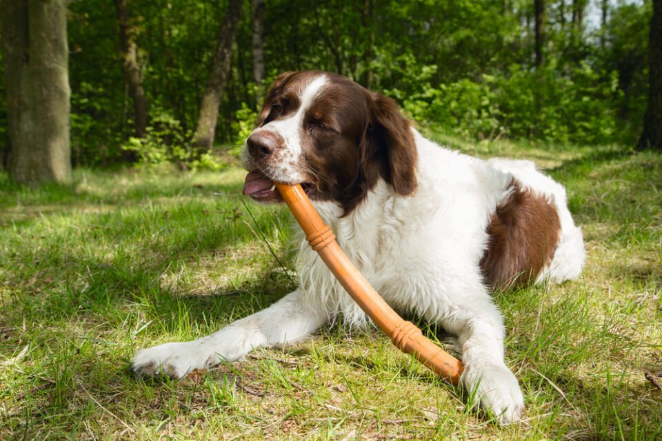Beeztees Sumo Stıck Dental Oyuncak Turuncu 50x3x3 Köpek Oyuncağı