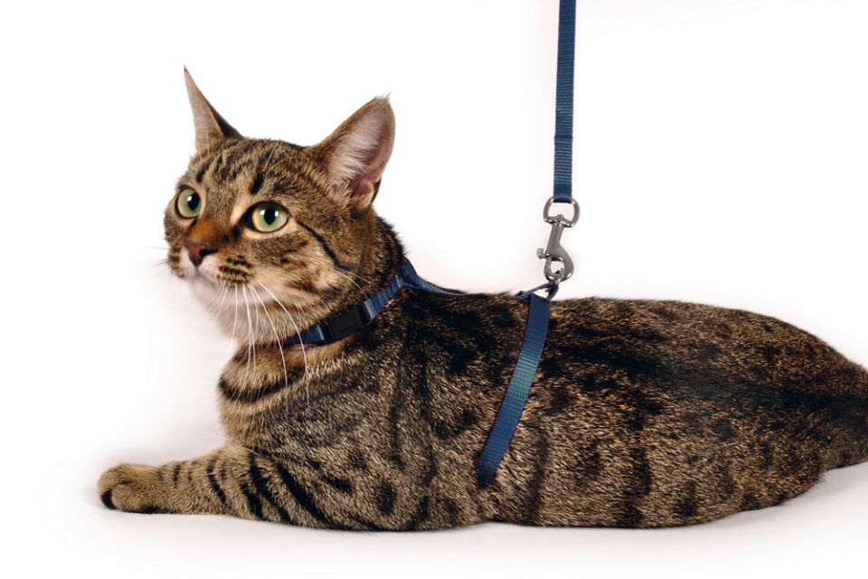 Karlıe Kedi Göğüs Tasması Mavi 110