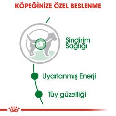 Royal Canin Mini Yetişkin Küçük Irk Yetişkin Köpek Konserve Mama 85 Gr