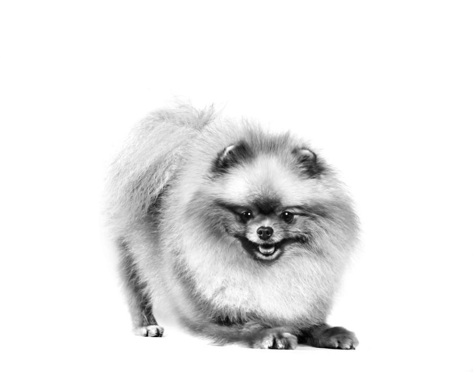 Royal Canin Pomeranian Yetişkin Köpek Maması 3 Kg