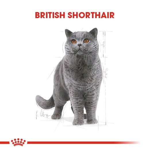 Royal Canin British Shorthair Özel Kedi Maması 4 Kg