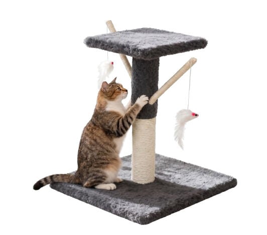 Tommy Teraslı Kedi Tırmalama Çok Renkli 34x34x43