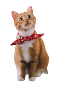 Kedi