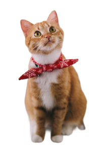 Kedi