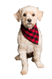 Köpek