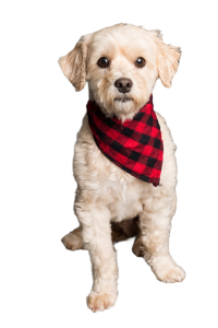 Köpek