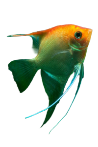 Akvaryum