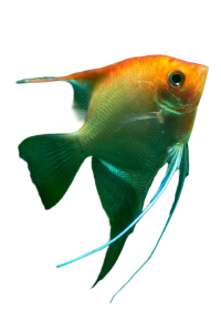Akvaryum