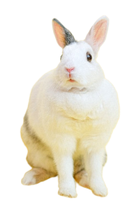Kemirgenler